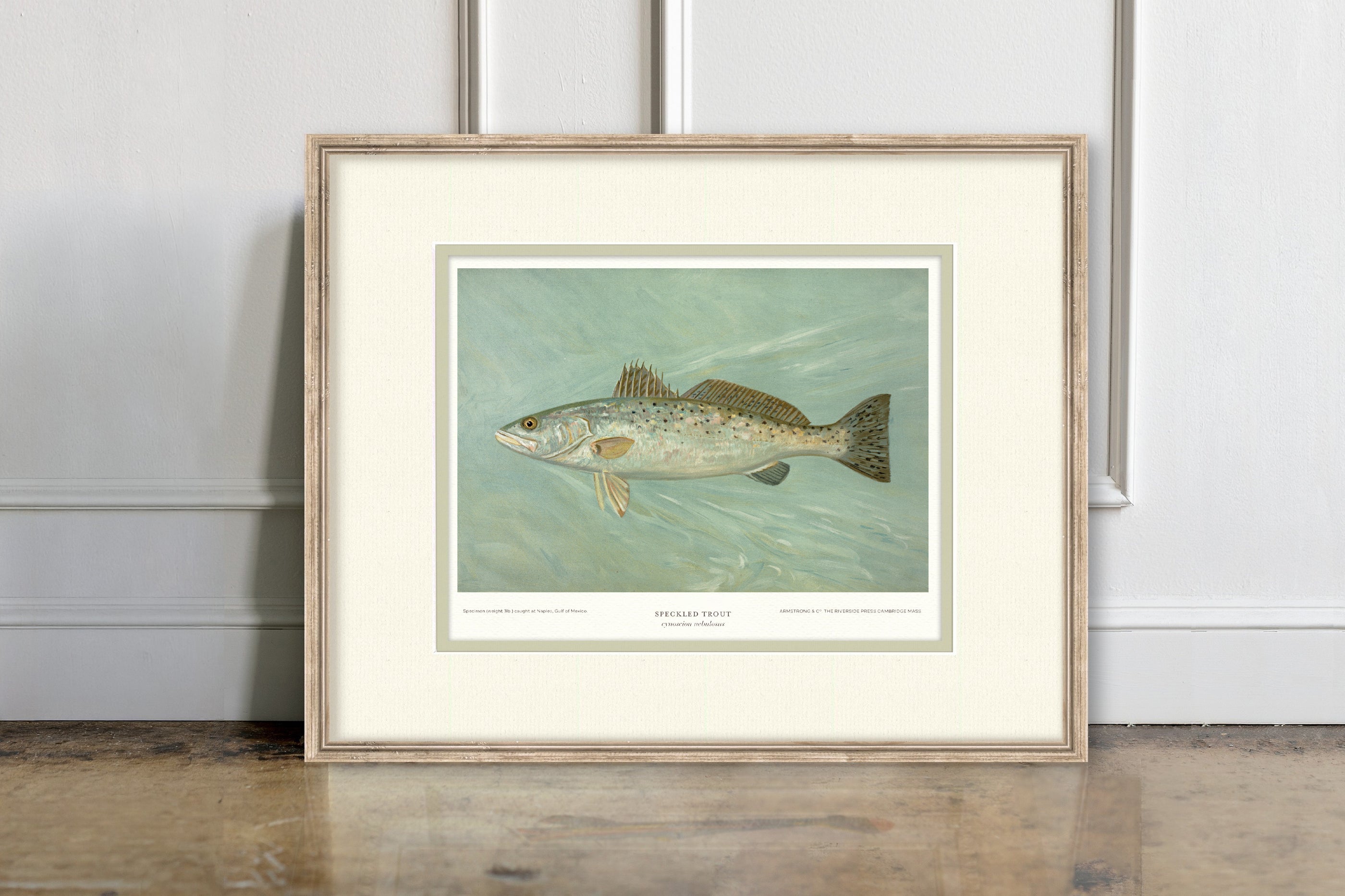 Saltwater Fish Illustrations - Speckled Trout