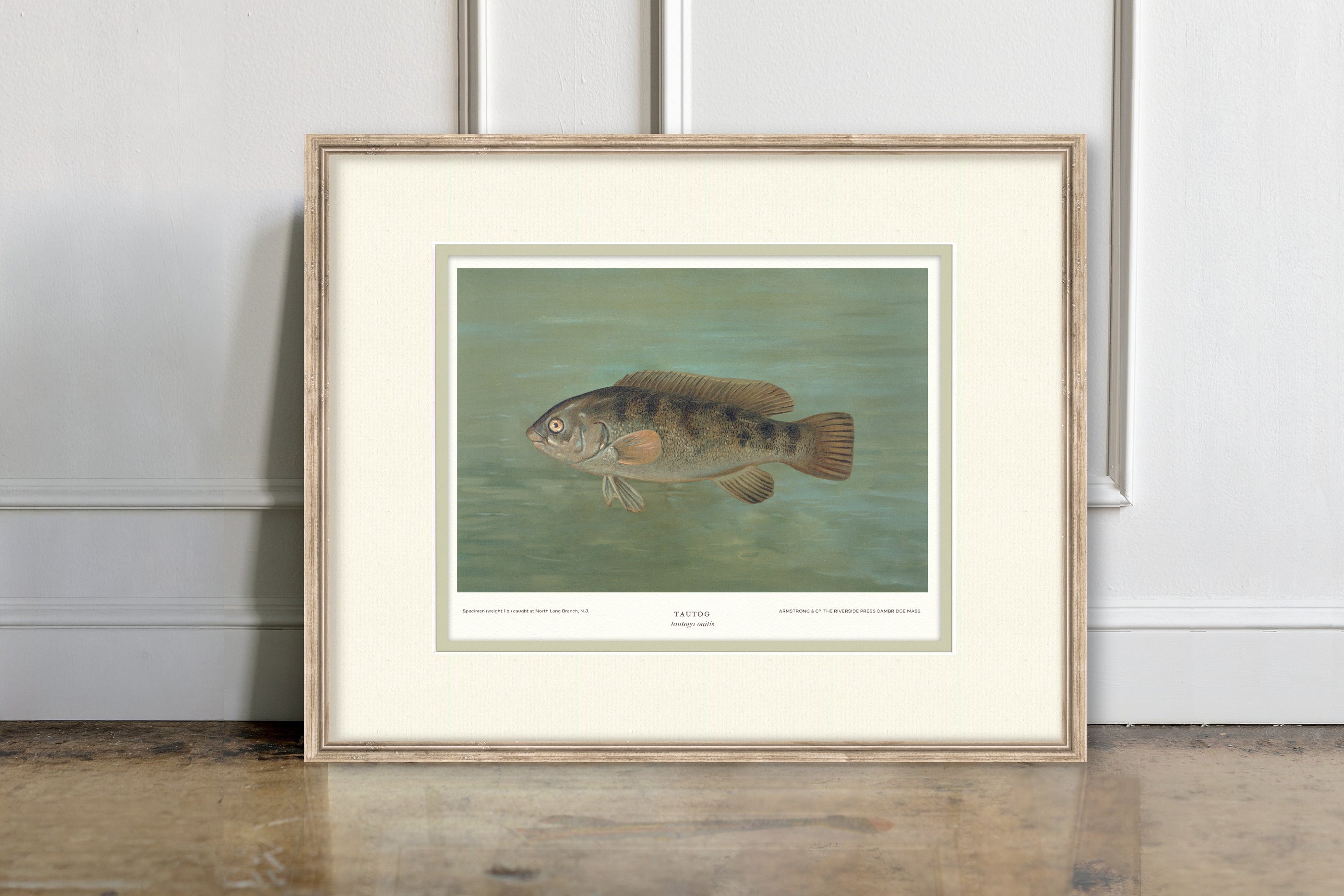 Saltwater Fish Illustrations - Tautog