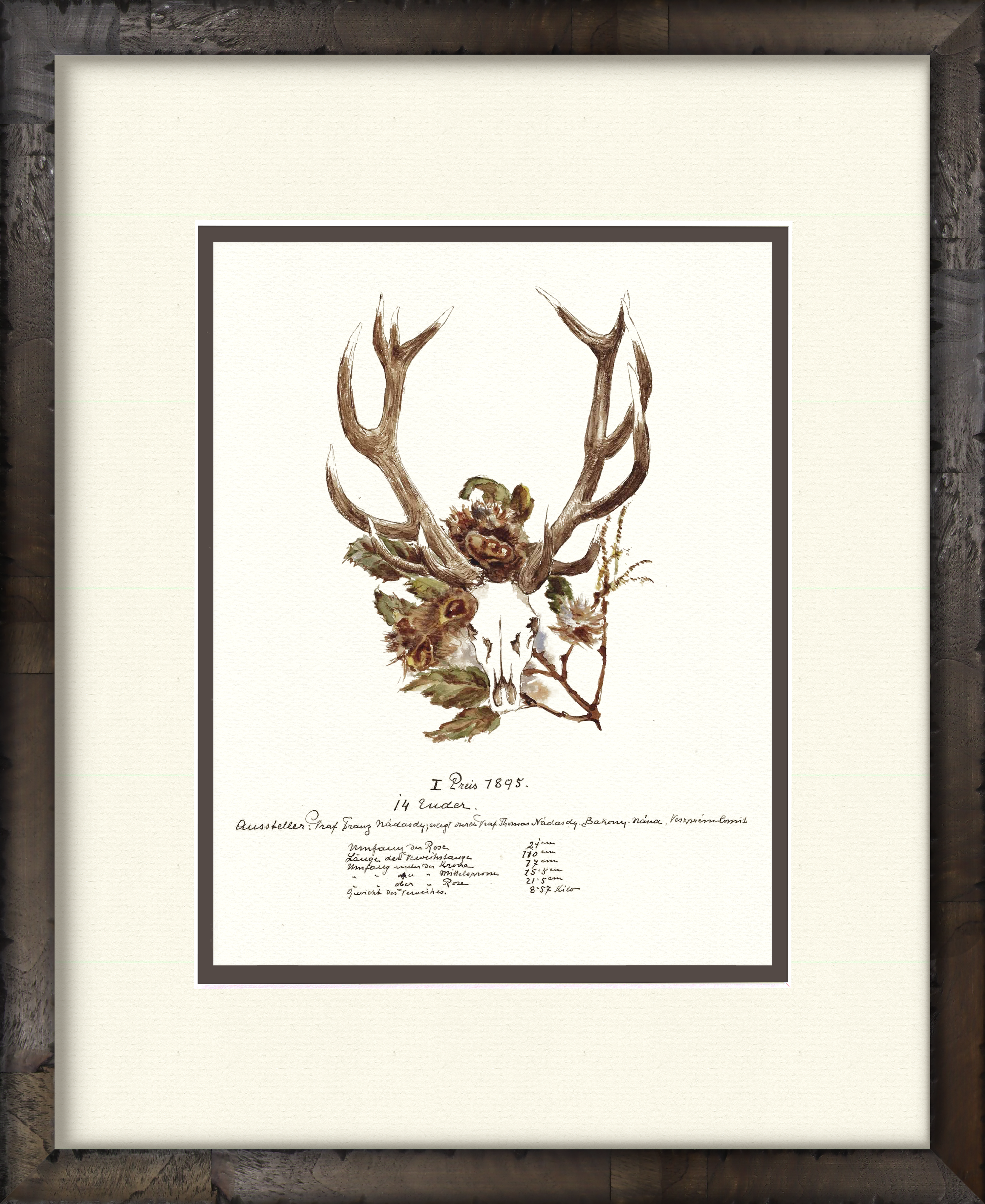 Trophy Antler Illustrations 1895 — 19th-century big game trophy vintage art print