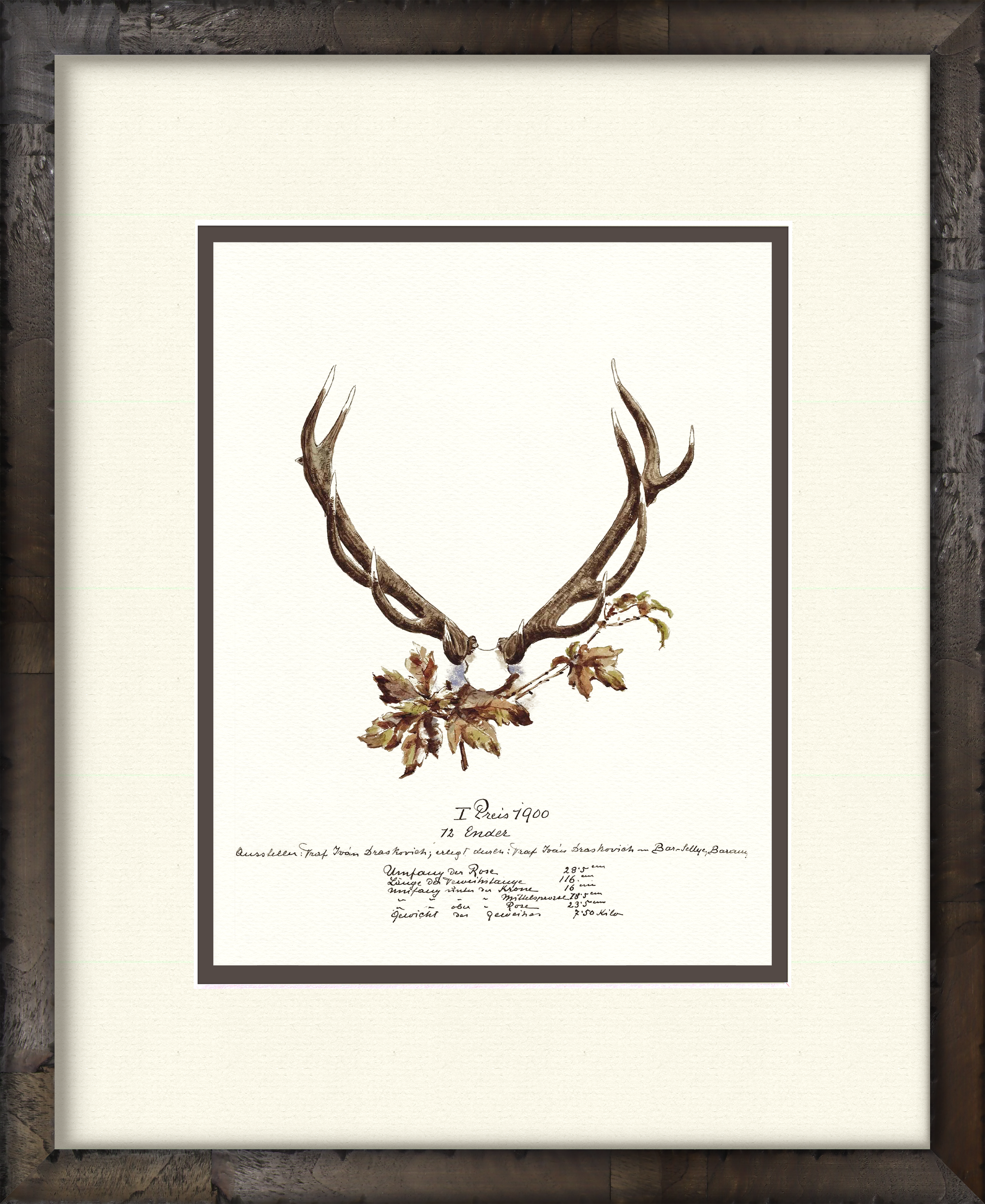 Trophy Antler Illustrations - 1900