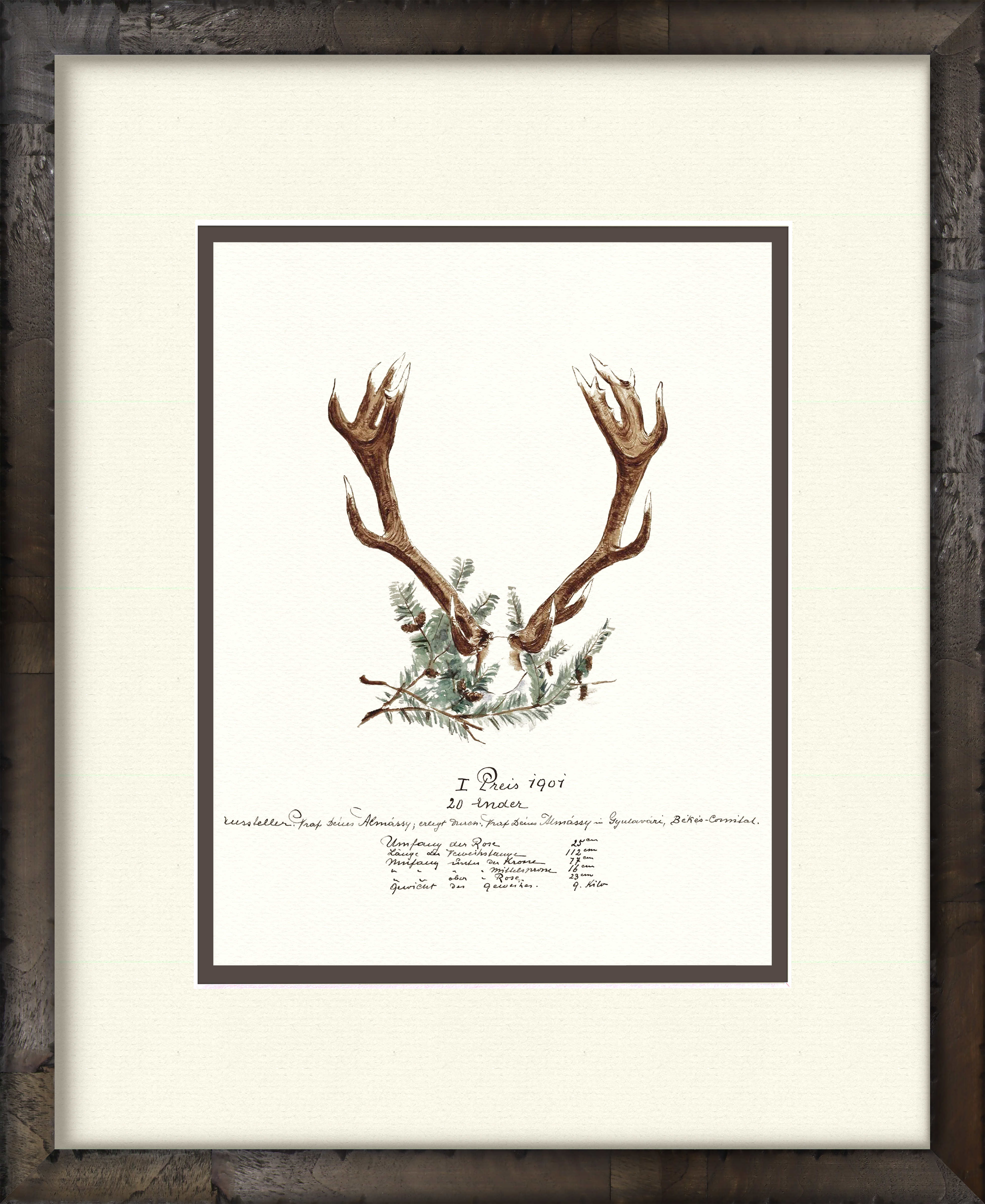 Trophy Antler Illustrations 1907 — early 20th-century big game trophy vintage art print