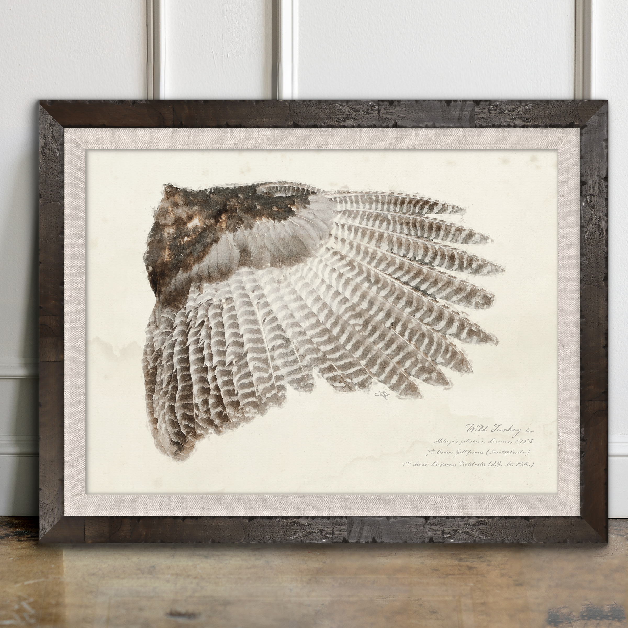 Illustrated Game Bird Wings - Wild Turkey Hen