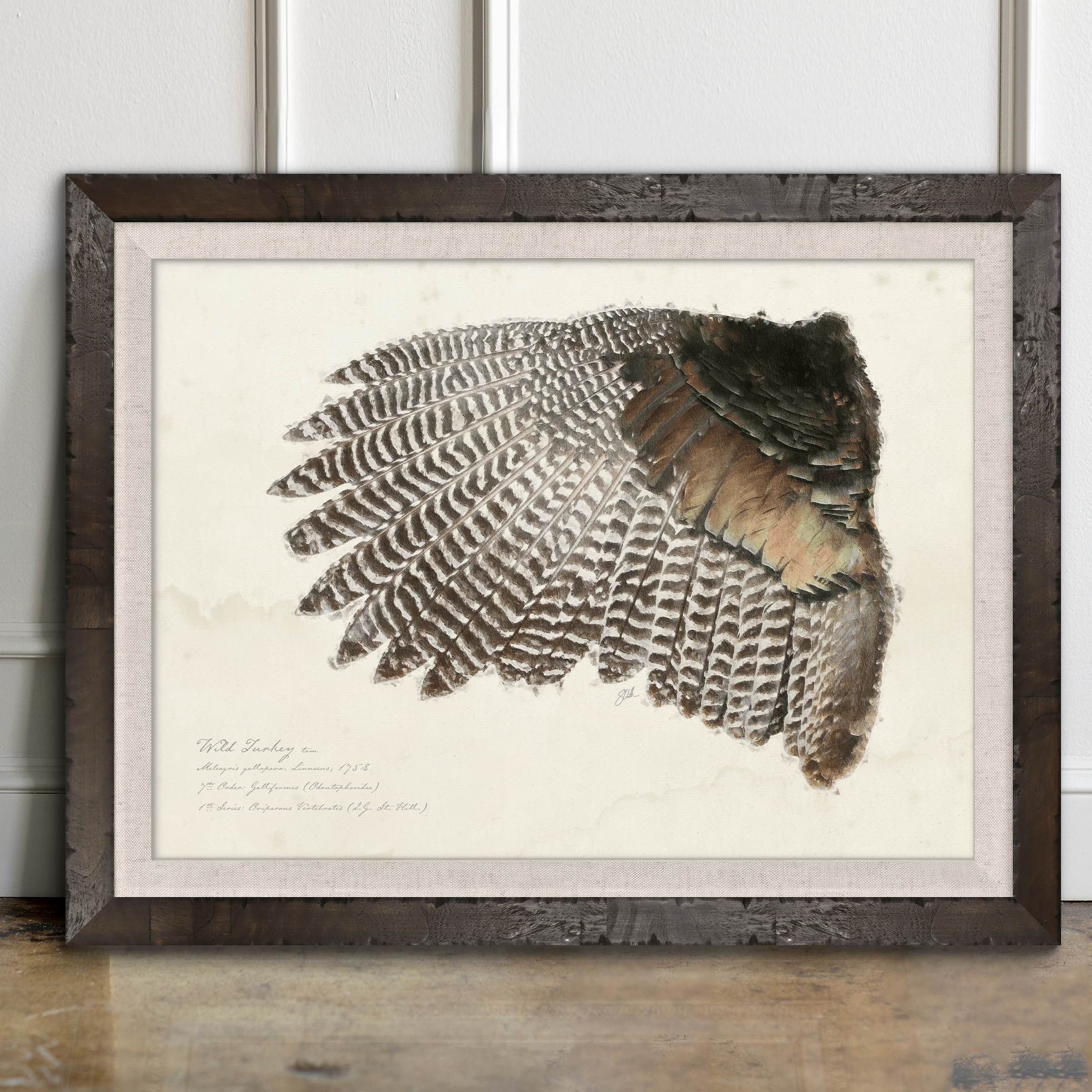 Illustrated Game Bird Wings - Wild Turkey Tom