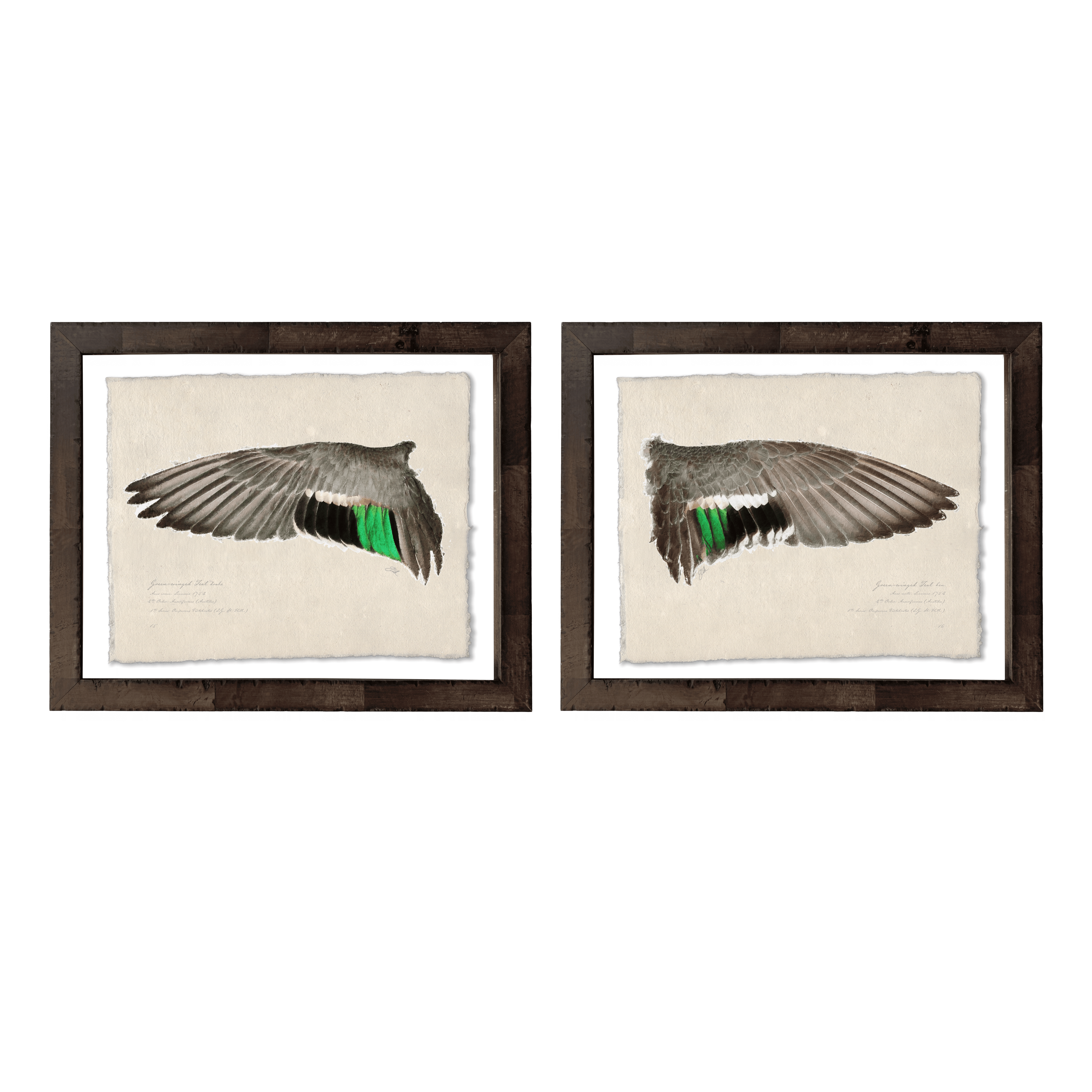 Duck Wings of the Mississippi Flyway - Set of 2: Green-Winged Teal Drake + Hen