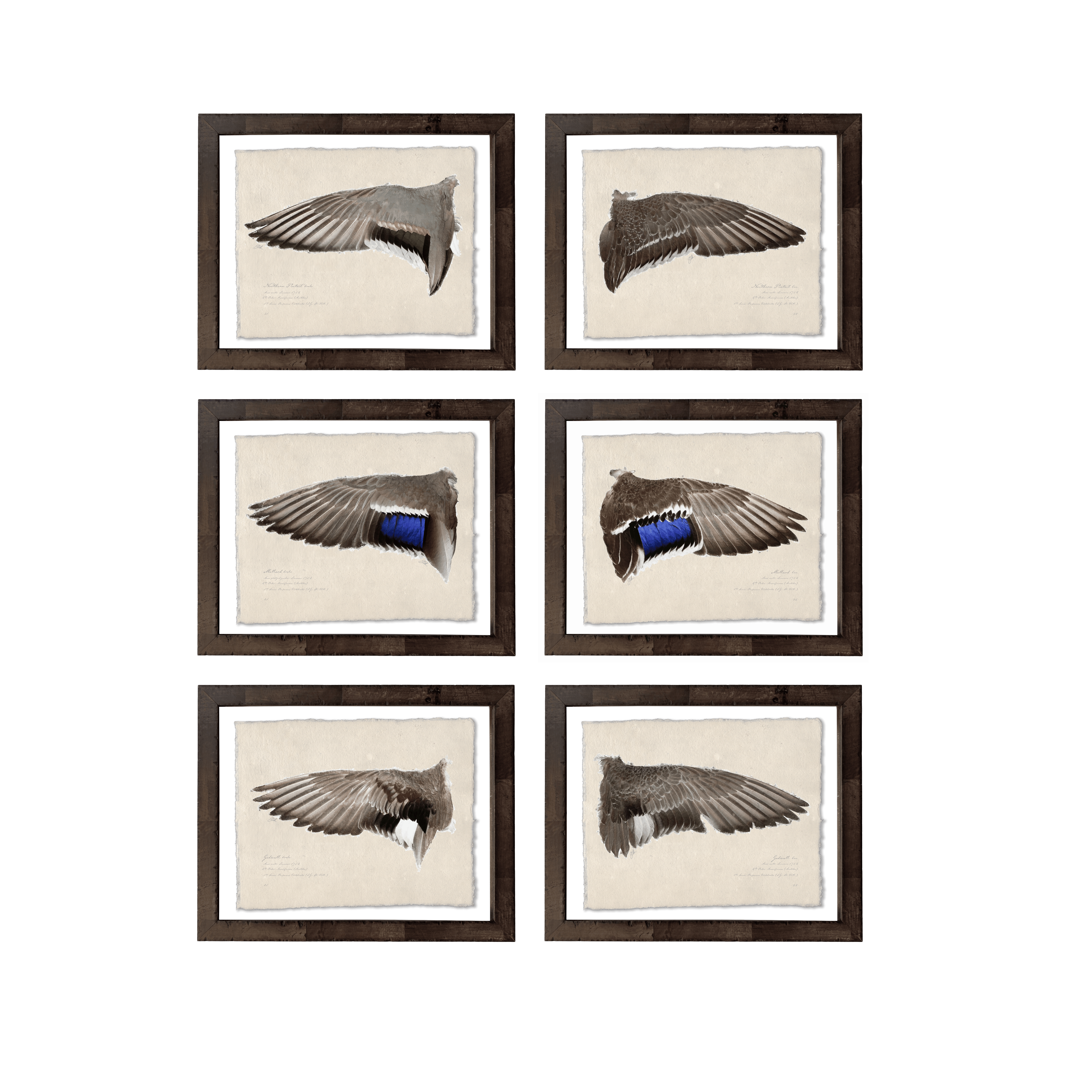 Duck Wings of the Mississippi Flyway - Set of 6