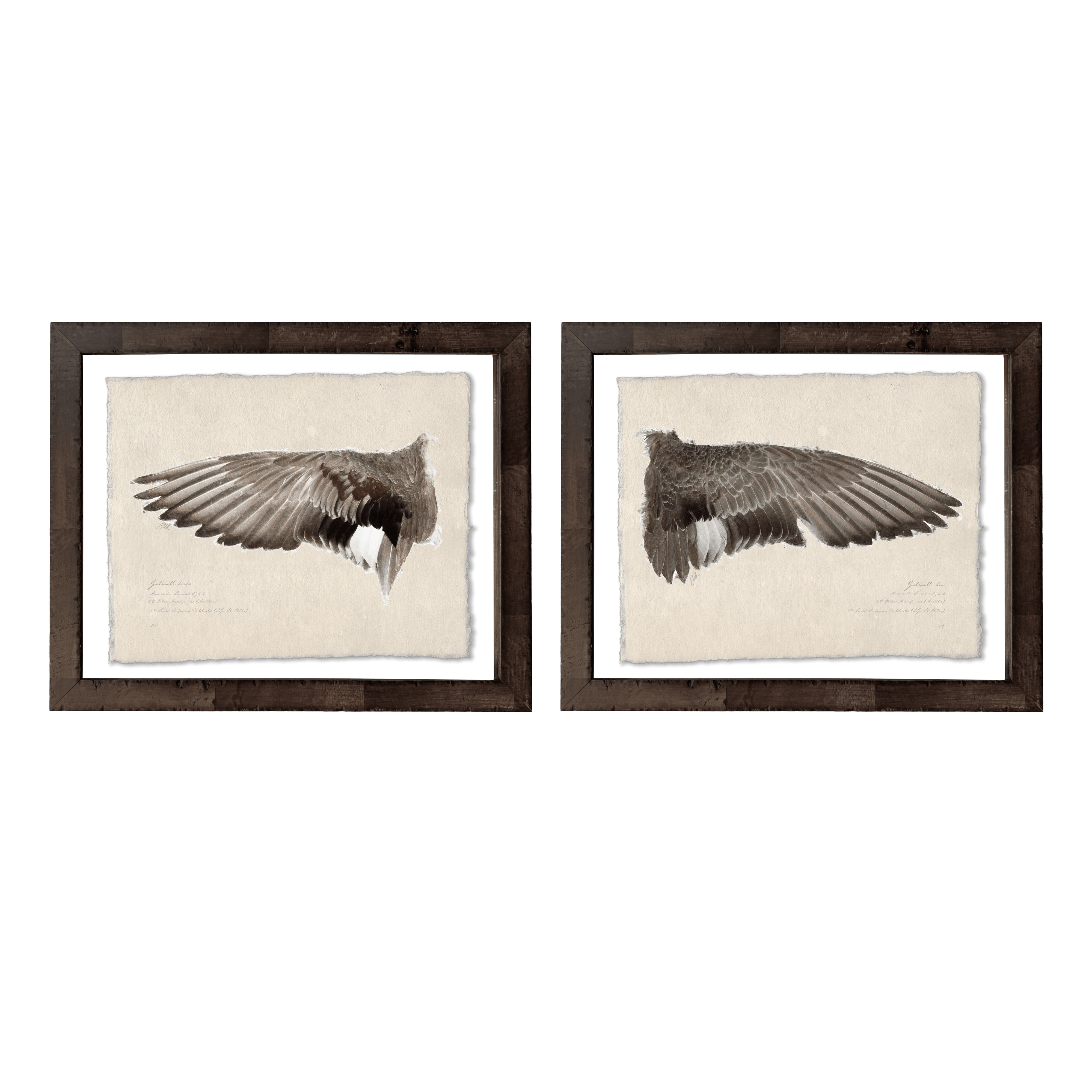 Duck Wings of the Mississippi Flyway - Set of 2: Gadwall Drake + Hen