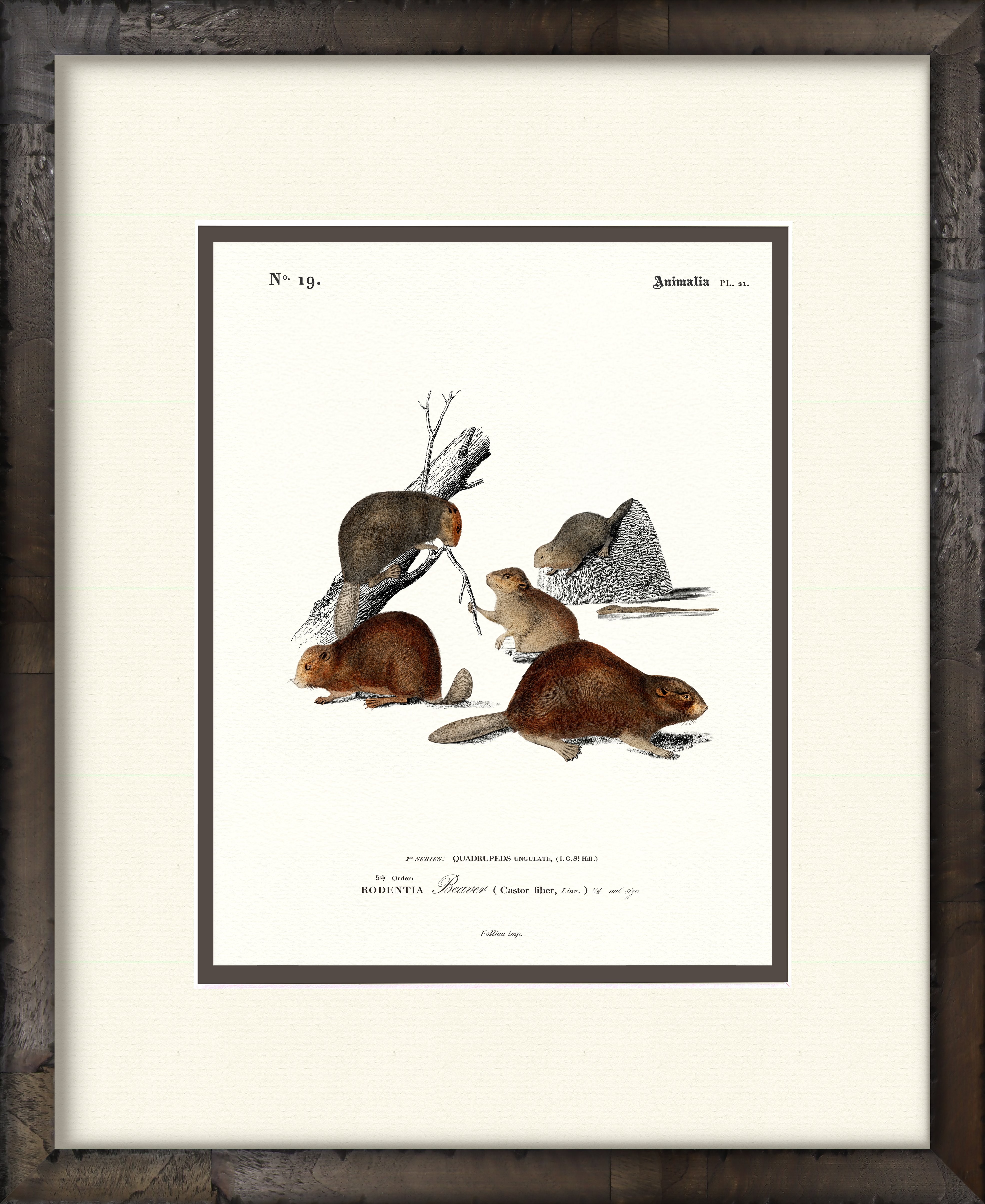 Beaver — 19th-century woodland wildlife illustration art print
