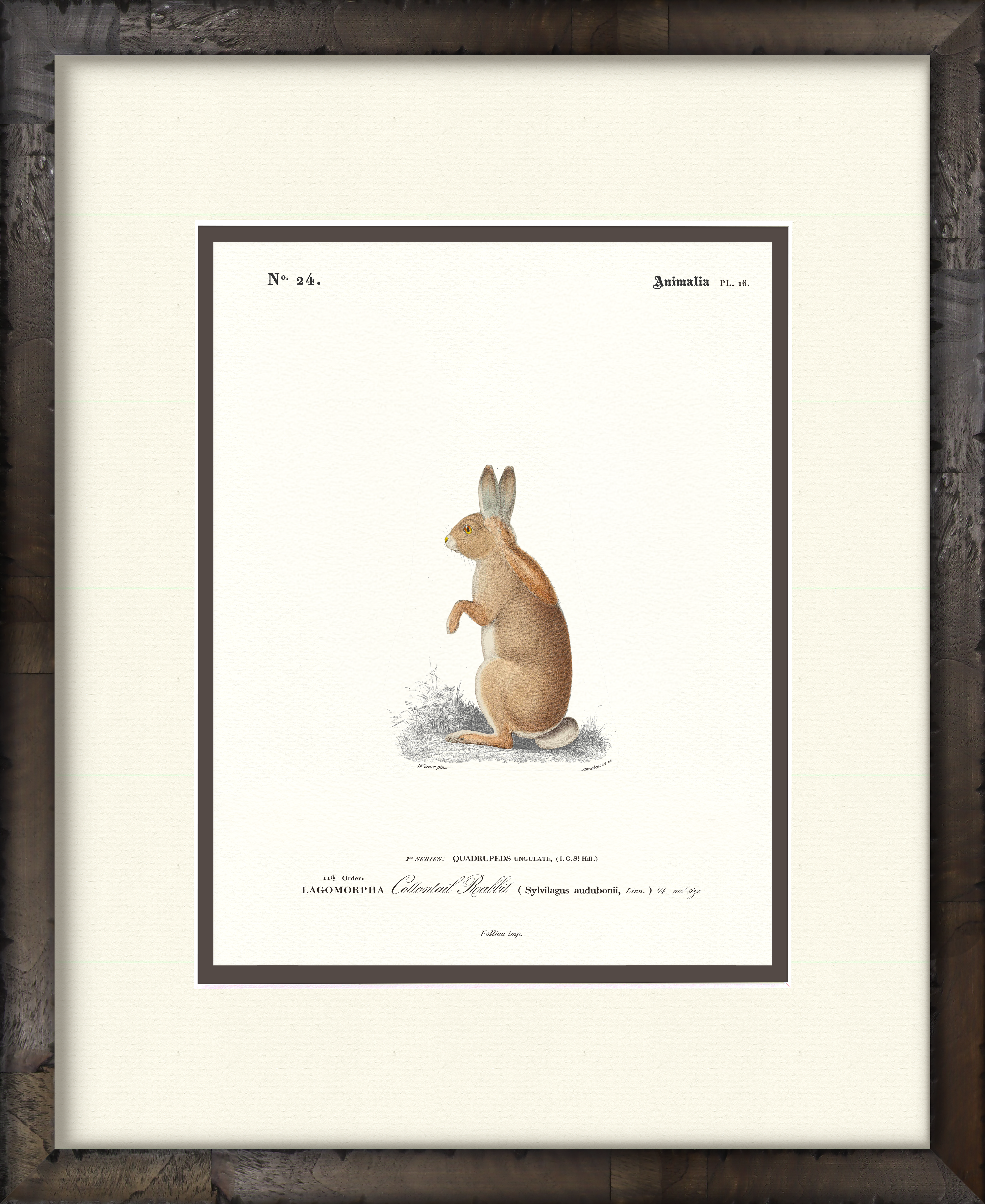 Cottontail Rabbit — 19th-century woodland wildlife illustration art print