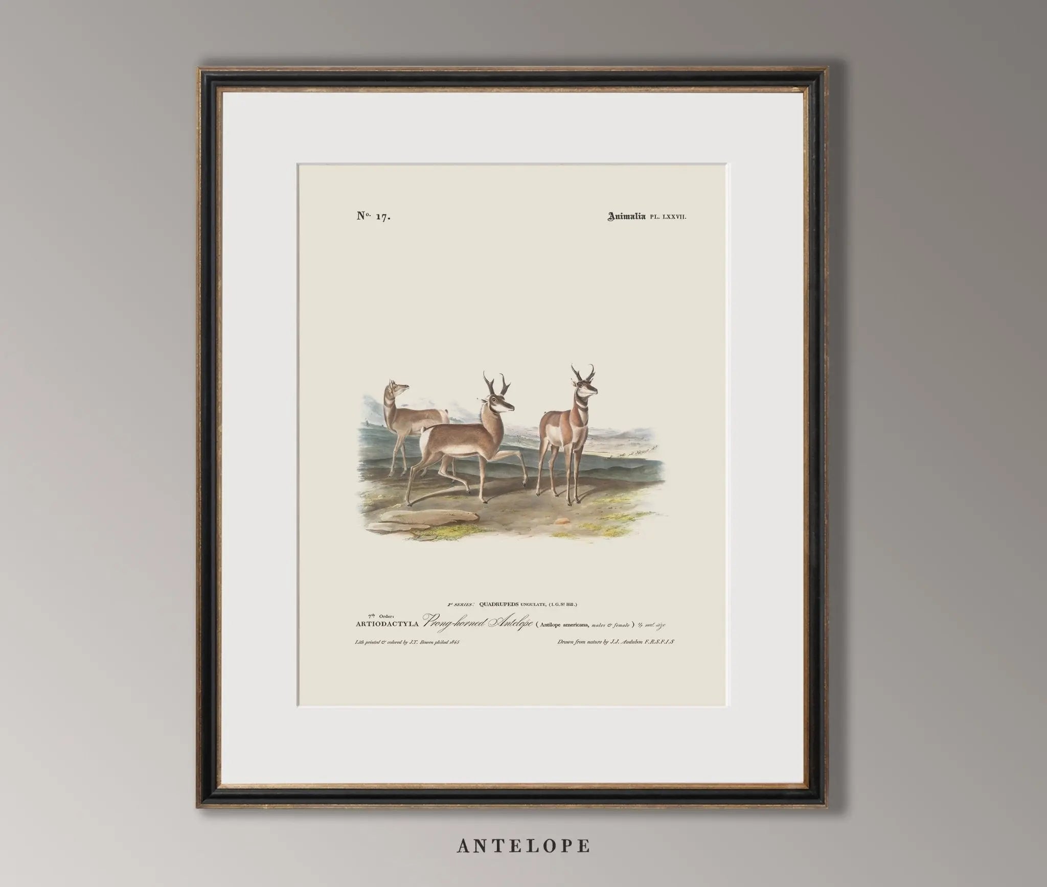 Vintage Naturalist Illustrations: North American Big Game - Emblem Atelier