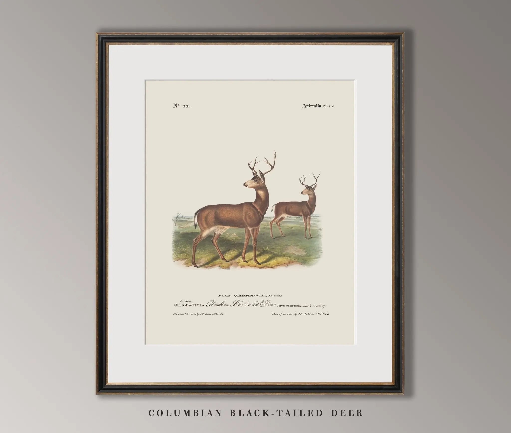 Vintage Naturalist Illustrations: North American Big Game - Emblem Atelier