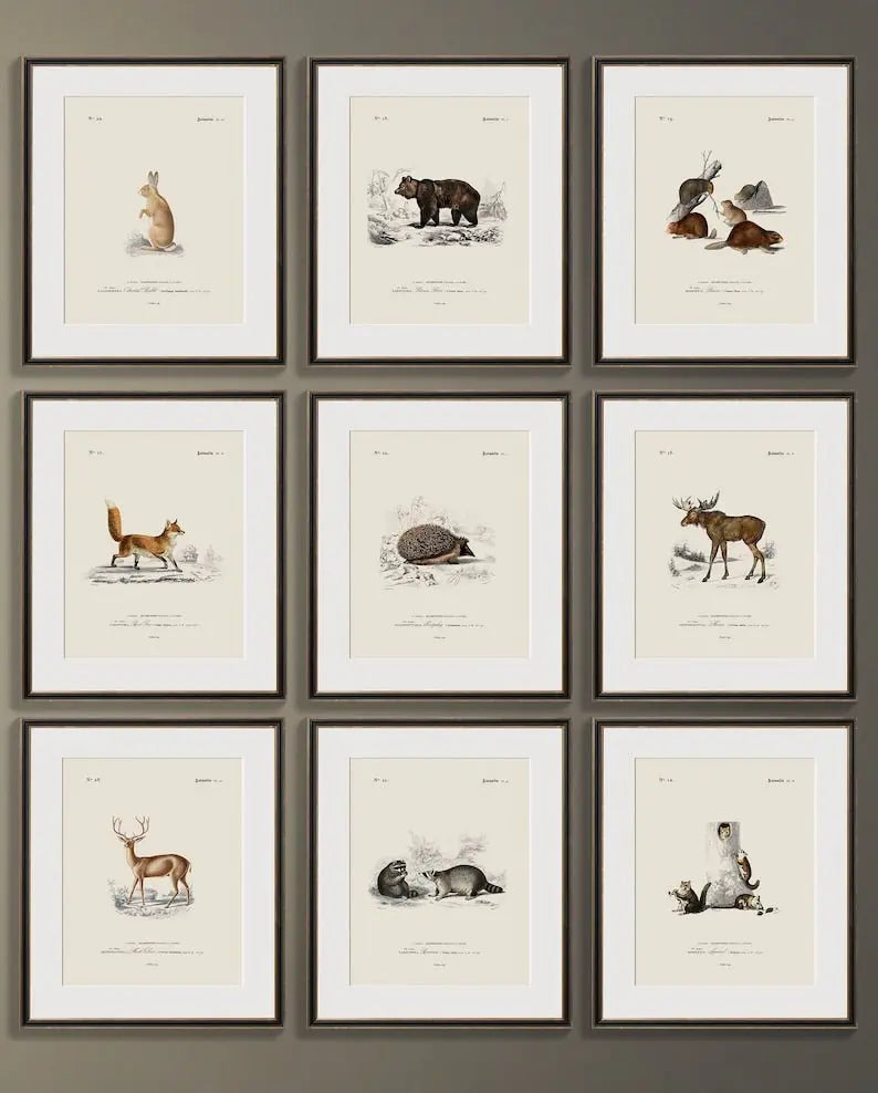 Vintage Naturalist Illustrations: Woodland Animals - Emblem Atelier